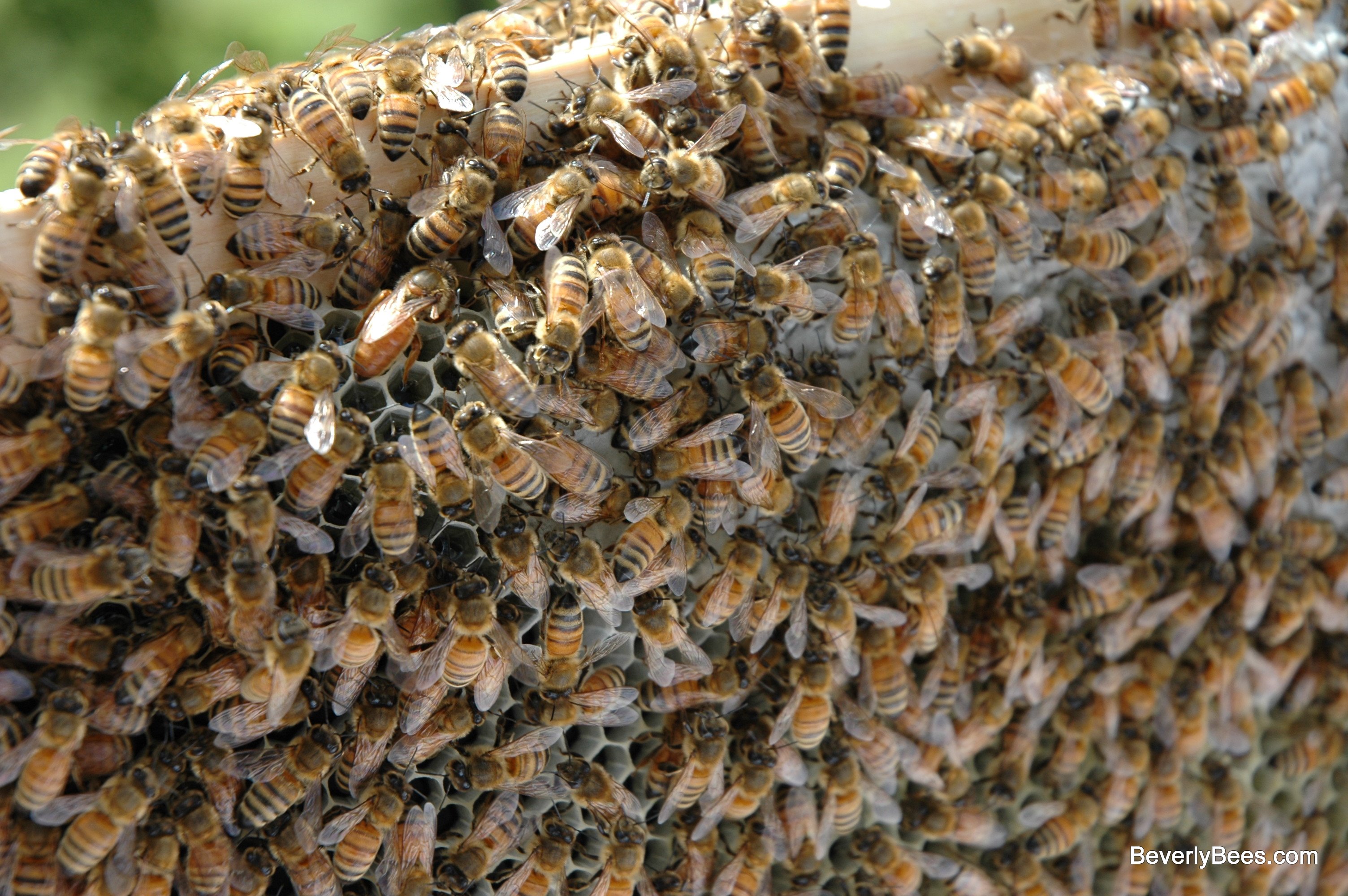Buckfast Bees