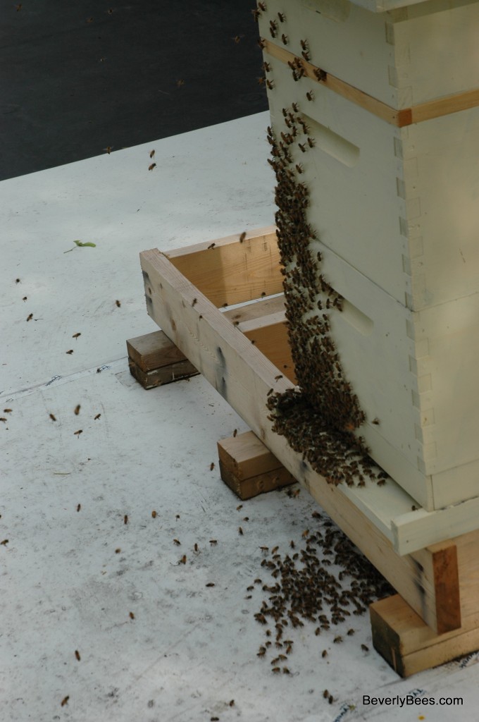 Bee Swarm - Package Bee Swarm After Supercedure - BEVERLY BEES