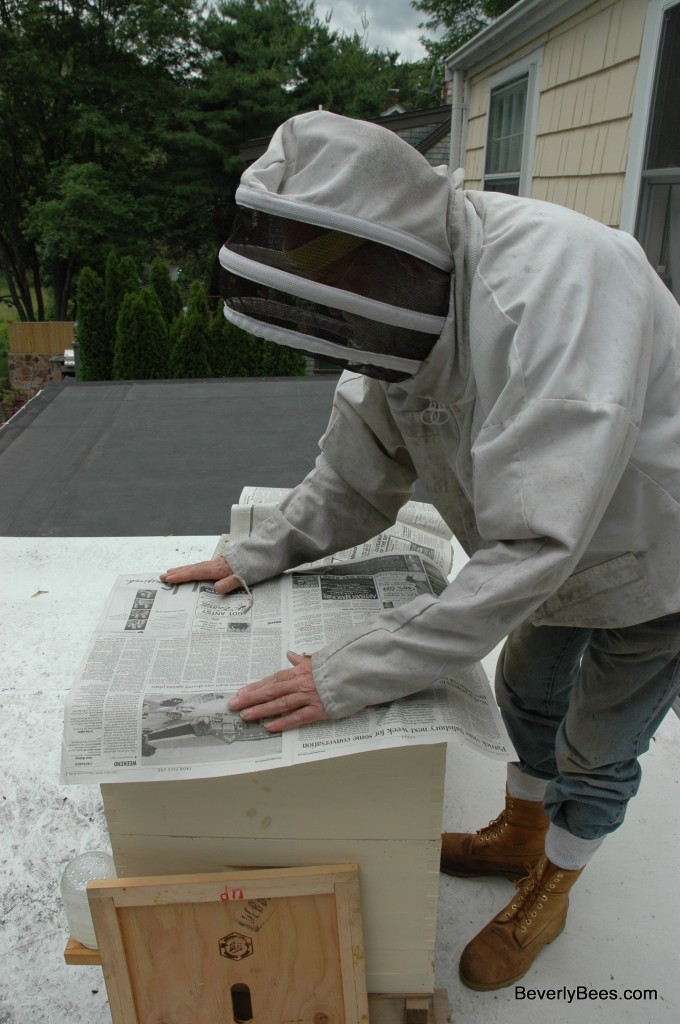 frame newspaper size One Queens Bees Two Queen  Hive Package Hive   Two System