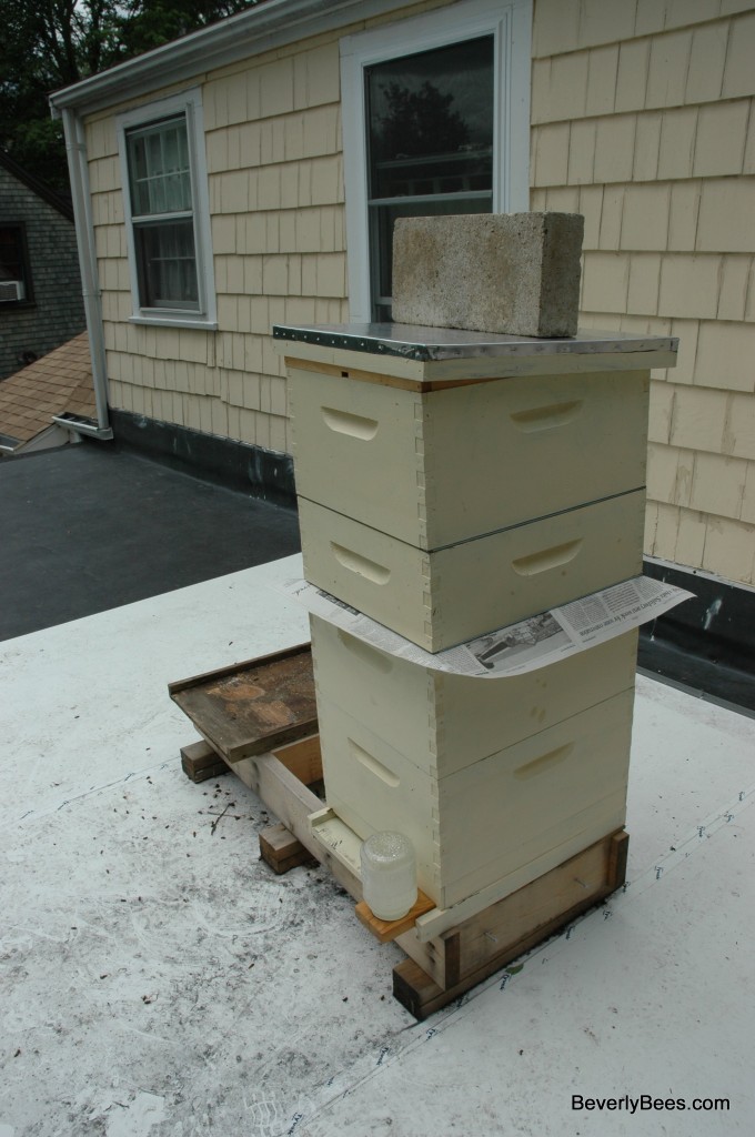 Two Queen Hive System - Two Queens One Hive - Package Bees, Nuc, Swarm